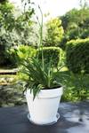 soucoupe universelle ronde 25cm transparent